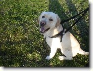 Labrador retriever (Dog standard)