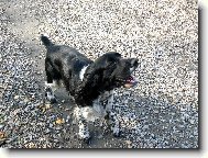 English Springer Spaniel