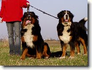 Bernese mountain dog (Dog standard)