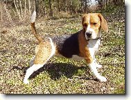 Beagle \\\\\\\\\\\\\\\\\\\\\(Dog standard\\\\\\\\\\\\\\\\\\\\\)