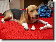 Beagle (Dog standard)