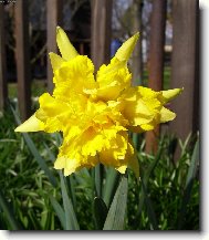 Narcis