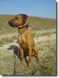 Rhodesian Ridgeback