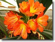 Clivia