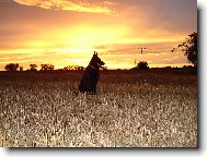 German shepherd dog (Dog standard)