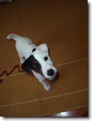 Parson russell terrier (Dog standard)