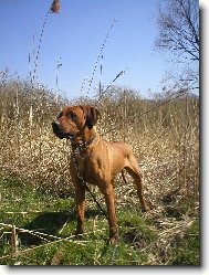 Rhodesian Ridgeback