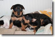 Miniature pinscher \(Dog standard\)