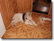 Fox terrier wire (Dog standard)
