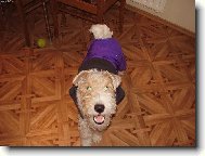 Fox terrier wire (Dog standard)