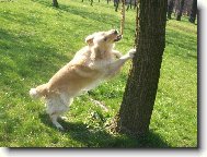 Golden retriever (Dog standard)