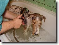 Fox terrier wire (Dog standard)