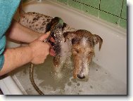 Fox terrier wire \\\\\\\\\\\\\\\\\\\\\(Dog standard\\\\\\\\\\\\\\\\\\\\\)