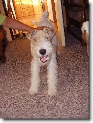 Fox terrier wire \\\\\(Dog standard\\\\\)