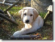 Labrador retriever (Dog standard)