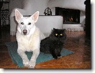 Berger Blanc Suisse, White Swiss Shepherd Dog