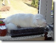 Turkish Angora \(Cat\)