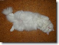 Turkish Angora