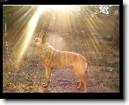 Dutch Shepherd Dog