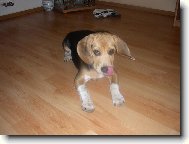 Beagle (Dog standard)