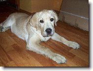 Labrador retriever (Dog standard)