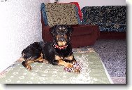 Rottweiler