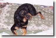 Rottweiler