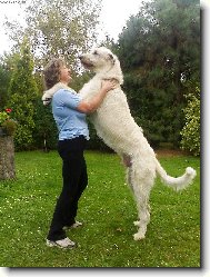 Irish wolfhound \\\\\(Dog standard\\\\\)