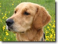 Golden retriever (Dog standard)