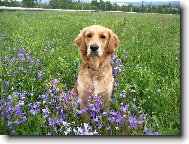 Golden retriever (Dog standard)