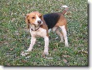Beagle (Dog standard)