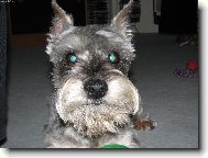 Zwergschnauzer, Miniature Schnauzer