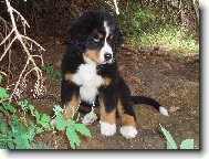 Bernese mountain dog (Dog standard)