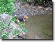 Beagle (Dog standard)