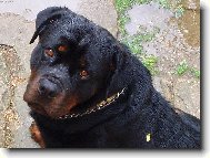 Rottweiler