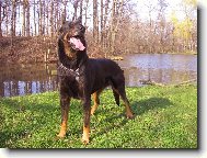 Beauceron