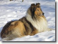 Collie smooth \(Dog standard\)