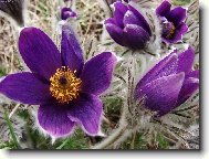 Pulsatilla vulgaris