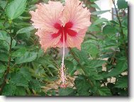 Hibiscus rosa-sinensis