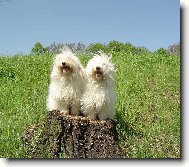 Coton de tulear \(Dog standard\)