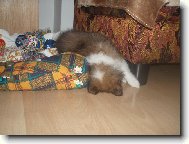 Shetland sheepdog \(Dog standard\)