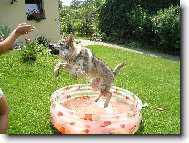 Chechoslovakian wolfdog (Dog standard)