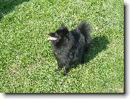 Deutscher spitz - Kleinspitz, German Spitz  Miniature Spitz