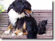 Bernese mountain dog (Dog standard)