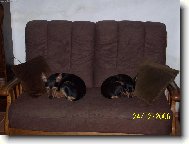 Miniature pinscher \(Dog standard\)