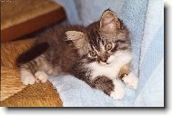 Norwegian Forest Cat