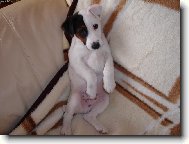 Parson russell terrier (Dog standard)