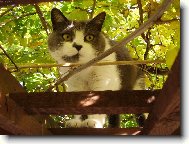 British shorthairs cat