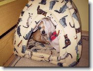 Chihuahua (Dog standard)