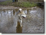 Alaskan malamute \(Dog standard\)